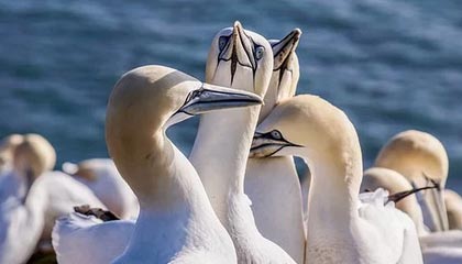 九游官网-突尼斯希望主打身体对抗但失控节奏，突尼斯球员