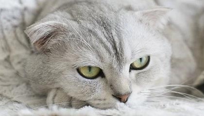 九游app下载中心-中国足球联赛俱乐部财务管理透明度持续加强，足球俱乐部财务报表